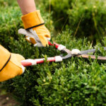 Entretenir son jardin en fonction des saisons